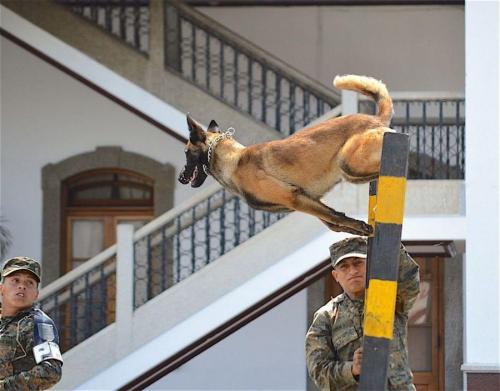 During the training, the dogs learn to jump between 1.5 meters and 2.8 meters high. In the photo, “Spanky” jumps off a 1.8 meter wall. (Text and photo: Jennyfer Hernández for Diálogo)